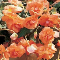 Tuberous Begonie Blumensamen zur Aussaat – sonnenliebend – Traditionssorte & ohne Gentechnik Samen Hausgarten