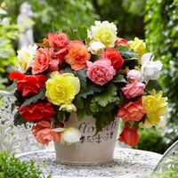 Tuberous Begonias Blumensamen zur Aussaat lang Blüte Saison Traditionssorte & ohne Gentechnik Samen Hausgarten