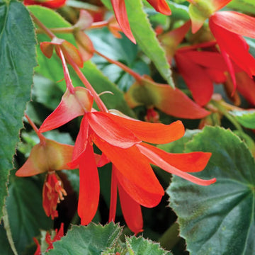 Begonie Boliviensis Blumensamen zur Aussaat – ideal Rabatten – Traditionssorte & ohne Gentechnik Samen Hausgarten