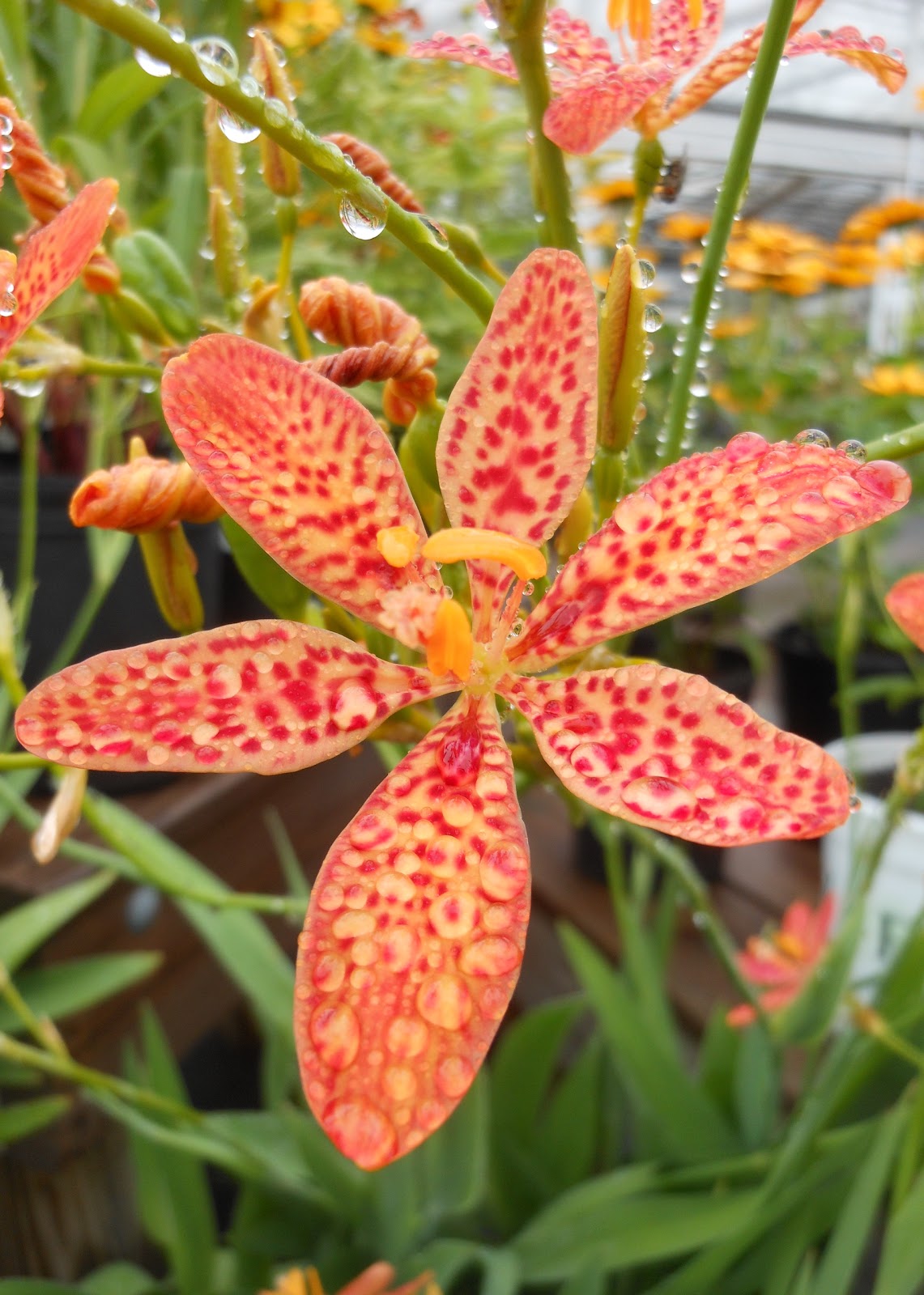 Rot Leopard Blumensamen zur Aussaat – verschönert Garten