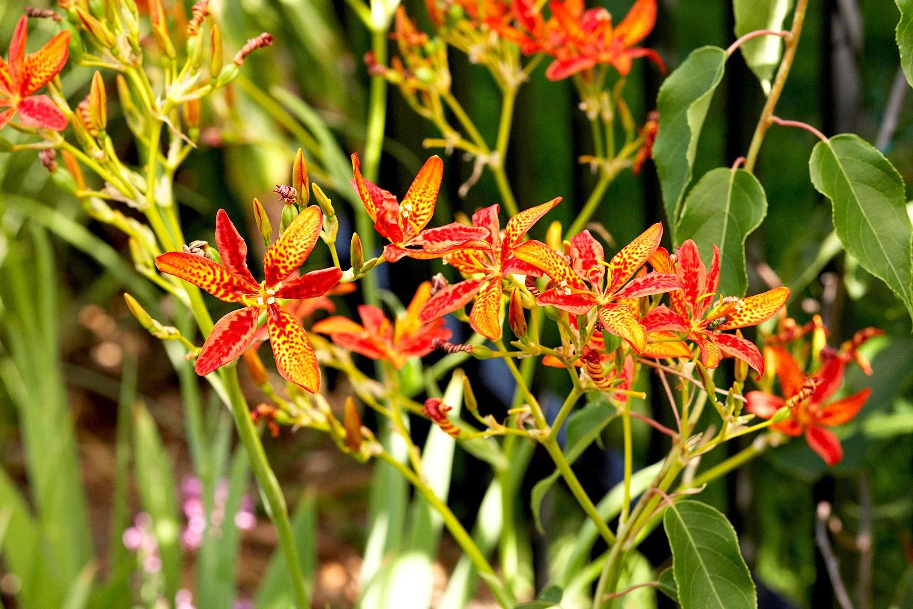 Rot Leopard Blumensamen zur Aussaat – verschönert Garten
