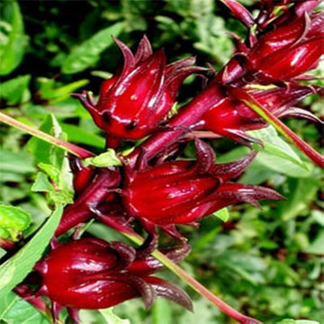 Belchanda tengamora samen für home garten aussaat
