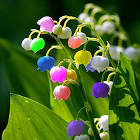 Bell orchid blume samen