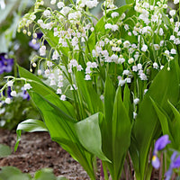 Bell orchid weiß samen for elegant indoor blooms
