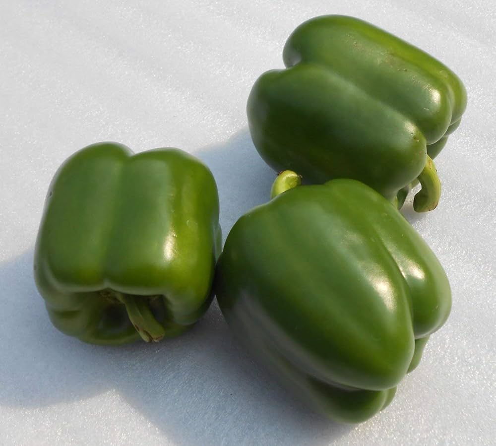Grüne to red california wonder bell peppers on pflanze
