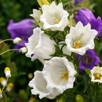 Elegant weiß bell-shaped canterbury bells blumen