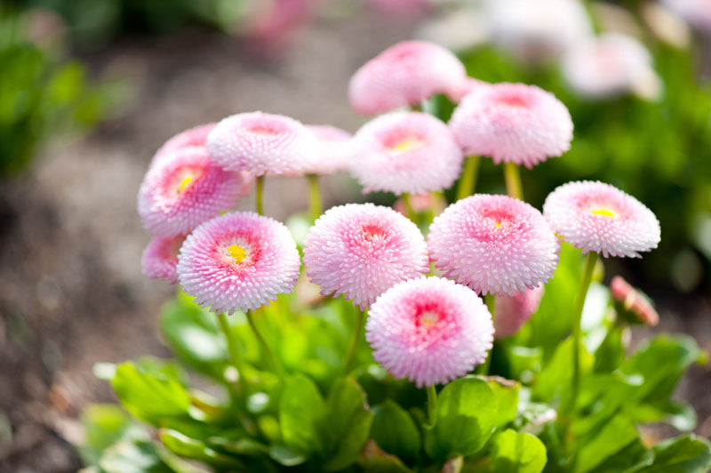 Rosa Bellis Perennis Blumensamen zur Aussaat – hochwertige Qualitäts- – Traditionssorte & ohne Gentechnik Samen Hausgarten