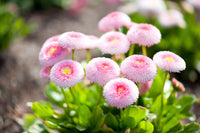 Rosa Bellis Perennis Blumensamen zur Aussaat – hochwertige Qualitäts- – Traditionssorte & ohne Gentechnik Samen Hausgarten