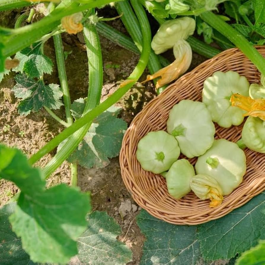 Bennings grüne tint scallop squash samen für home gardens