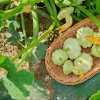 Bennings grüne tint scallop squash samen für home gardens