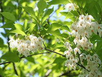 Styrax (styrax benzoin) samen for anpflanzung in home garten