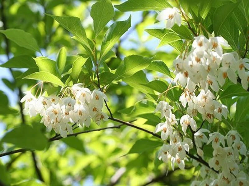 Styrax (styrax benzoin) samen for anpflanzung in home garten