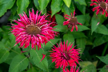 Bergamot blume samen for anpflanzung aromatic garten blooms