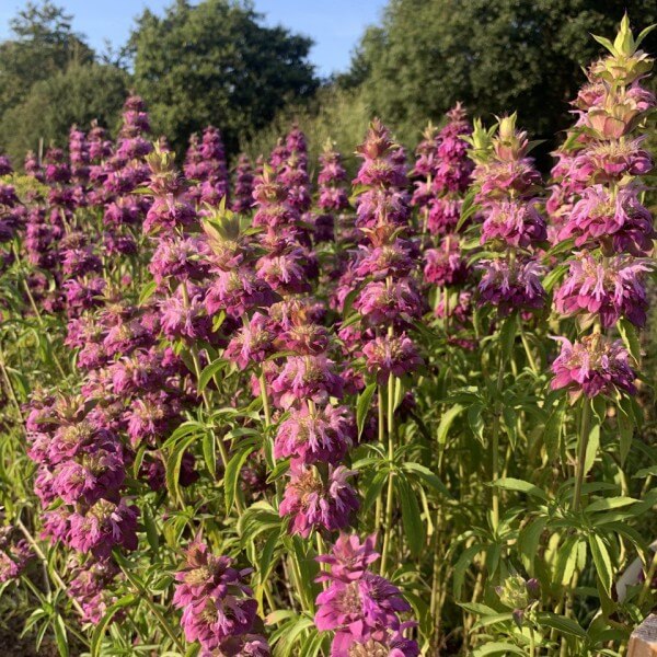 Lila Monarda Citriodora Blumensamen zur Aussaat leuchtend Blüten Traditionssorte & ohne Gentechnik Samen Hausgarten