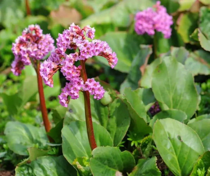 Bergenia pflanzen wachsend along garten border