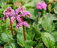 Bergenia pflanzen wachsend along garten border