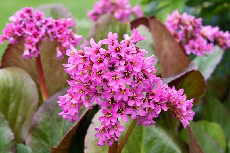 Close-up of bergenia leaves and blumen