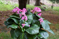 Bergenia Blumensamen zur Aussaat Halbschatten verträglich Traditionssorte & ohne Gentechnik Samen Hausgarten