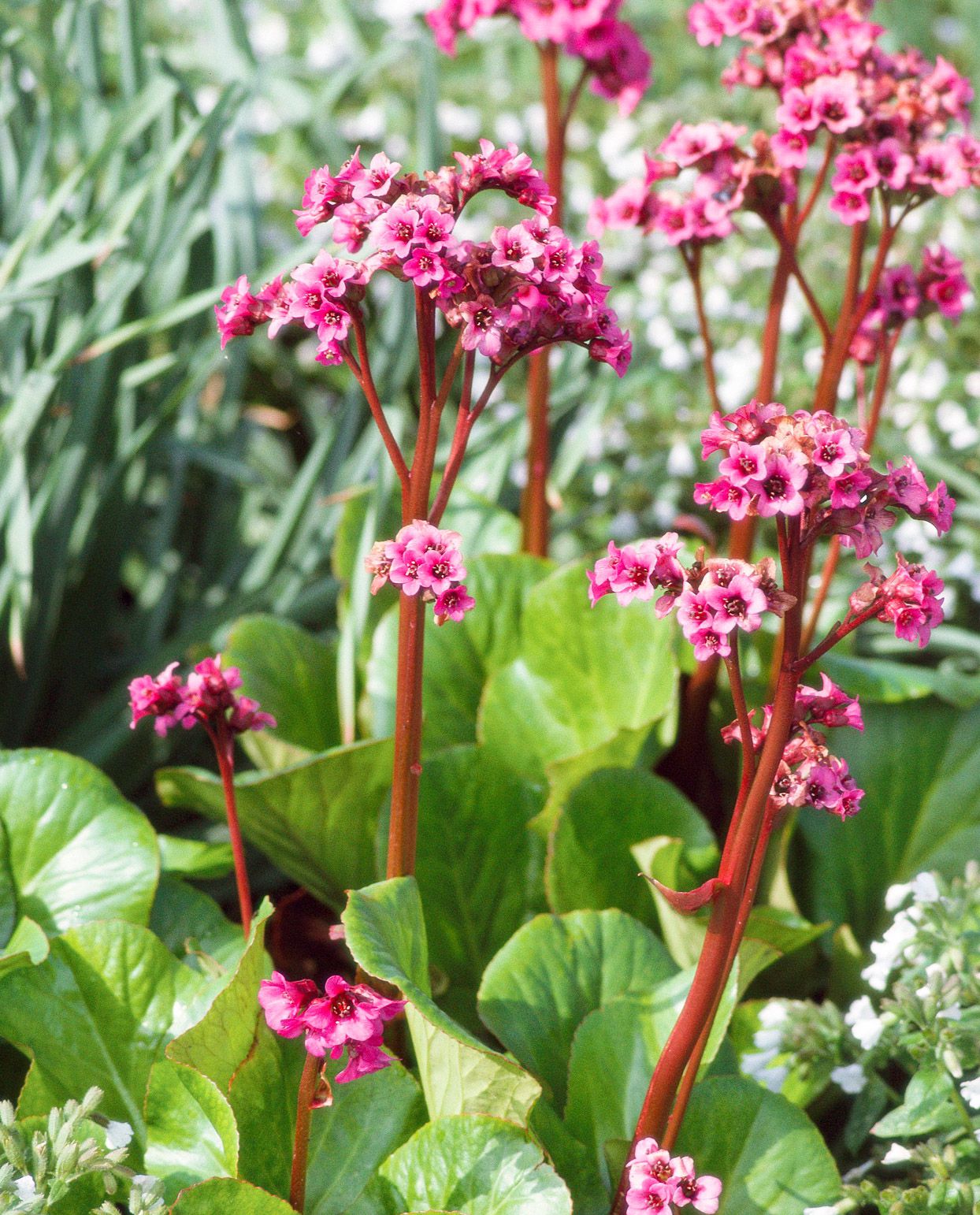 Gemischt Bergenia Blumensamen zur Aussaat – robust Sorte – Traditionssorte & ohne Gentechnik Samen Hausgarten