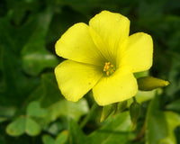 Gelb bermuda buttercup blume samen for anpflanzung