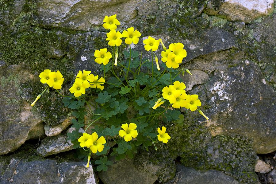 Bermuda buttercup blumen in garten bed