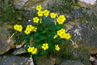 Bermuda buttercup blumen in garten bed