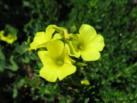 Gelb bermuda buttercup blumen in landscape display