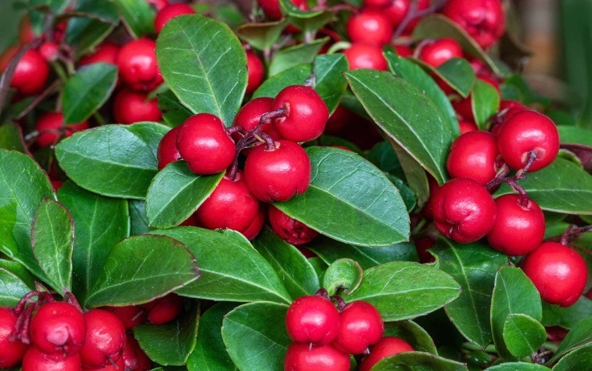 Rote Gaultheria procumbens  Samen für einfaches Anpflanzen