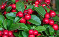 Rote Gaultheria procumbens Samen für einfaches Anpflanzen