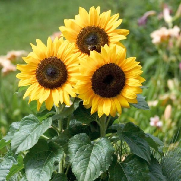 Gelb Mini Sonnenblume Samen zur Aussaat – Traditionssorte ohne Gentechnik – Keimung biologisch Garten Samen