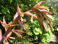 Mexican Lily (Beschorneria Yuccoides) in Garten landscape