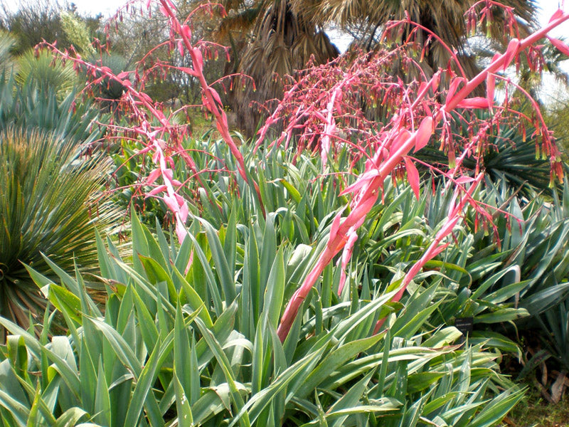 Beschorneria Yuccoides in a xeriscape Garten