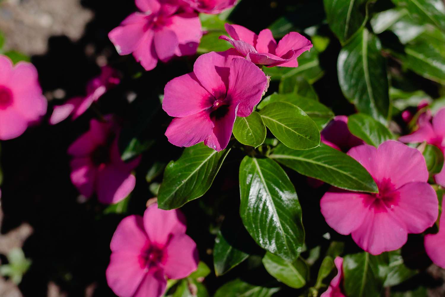hell Rosa Immergrün Blumensamen zur Aussaat – duftend Blüten – Traditionssorte & ohne Gentechnik Samen Hausgarten