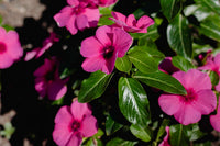 hell Rosa Immergrün Blumensamen zur Aussaat – duftend Blüten – Traditionssorte & ohne Gentechnik Samen Hausgarten