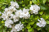 Weiß Night Scented AufFlowerssamen Samen duftend Weiß Blüten