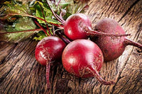 Beta vulgaris sugar beet samen
