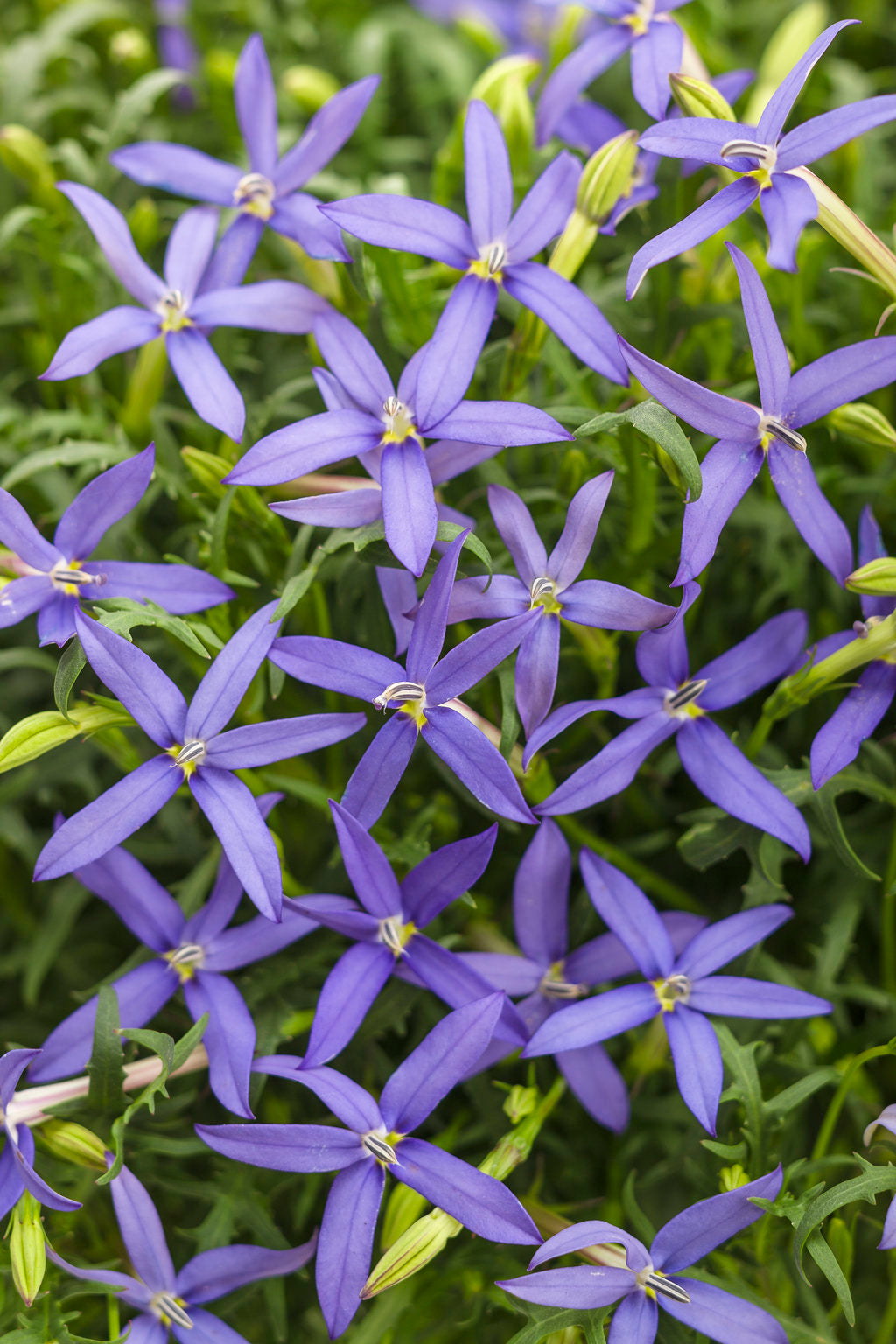 Violett Isotoma Axillaris Blumensamen zur Aussaat – Drought verträglich – Traditionssorte & ohne Gentechnik Samen Hausgarten