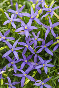 Violett Isotoma Axillaris Blumensamen zur Aussaat – Drought verträglich – Traditionssorte & ohne Gentechnik Samen Hausgarten