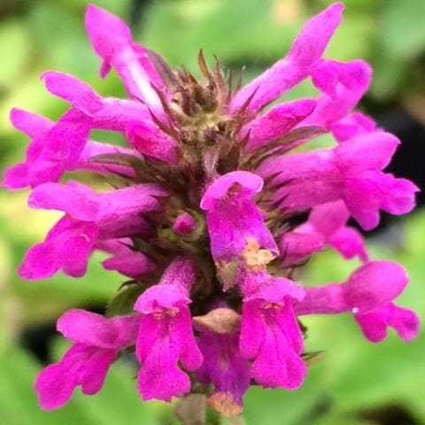 Stachys Blumensamen zur Aussaat farbenfroh Schau Traditionssorte & ohne Gentechnik Samen Hausgarten