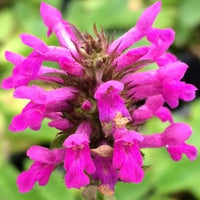 Stachys Blumensamen zur Aussaat farbenfroh Schau Traditionssorte & ohne Gentechnik Samen Hausgarten