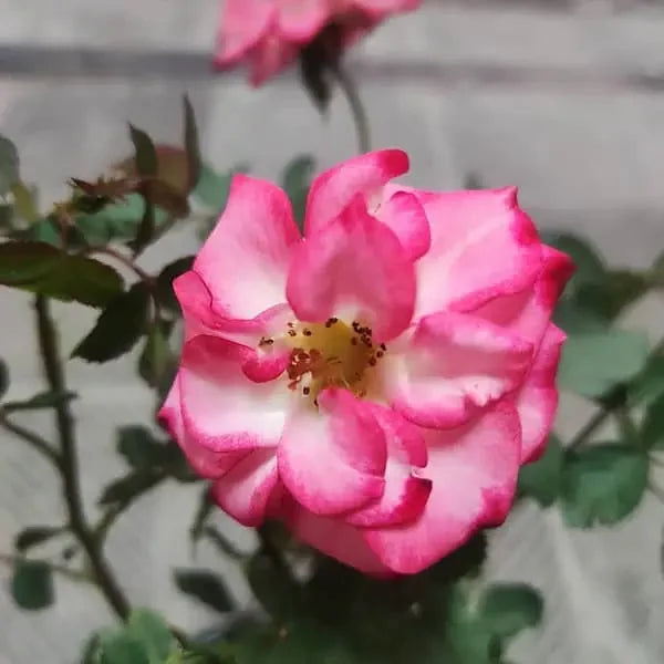 Betty boop rose blume samen for anpflanzung - compact growth, heirloom & gmo free samen for home garten
 
 sale samen for home garten
