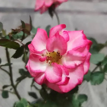 Betty boop rose blume samen for anpflanzung - compact growth, heirloom & gmo free samen for home garten
 
 sale samen for home garten