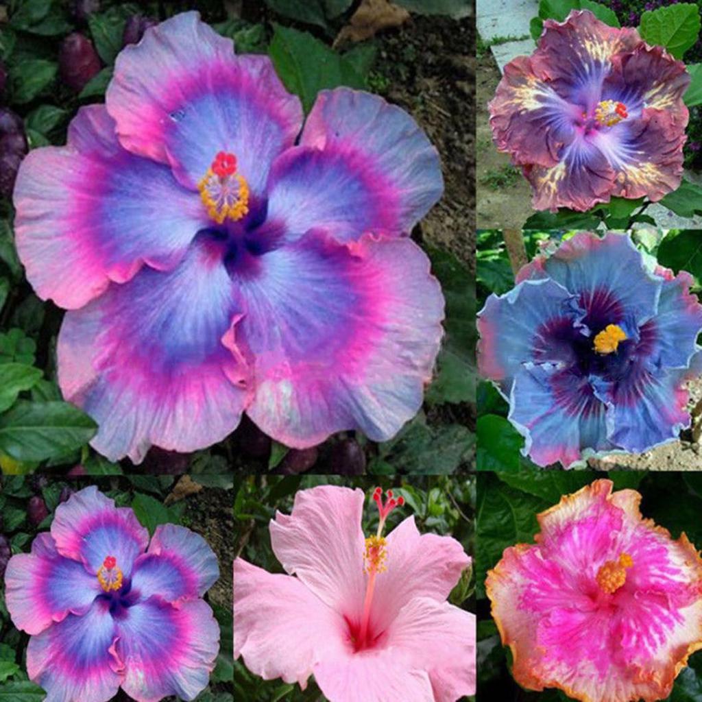 Hibiscus (hibiscus blume) samen for anpflanzung in home garten