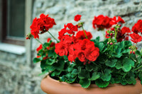 Geranium (geranium pelargonium) samen for anpflanzung in home garten