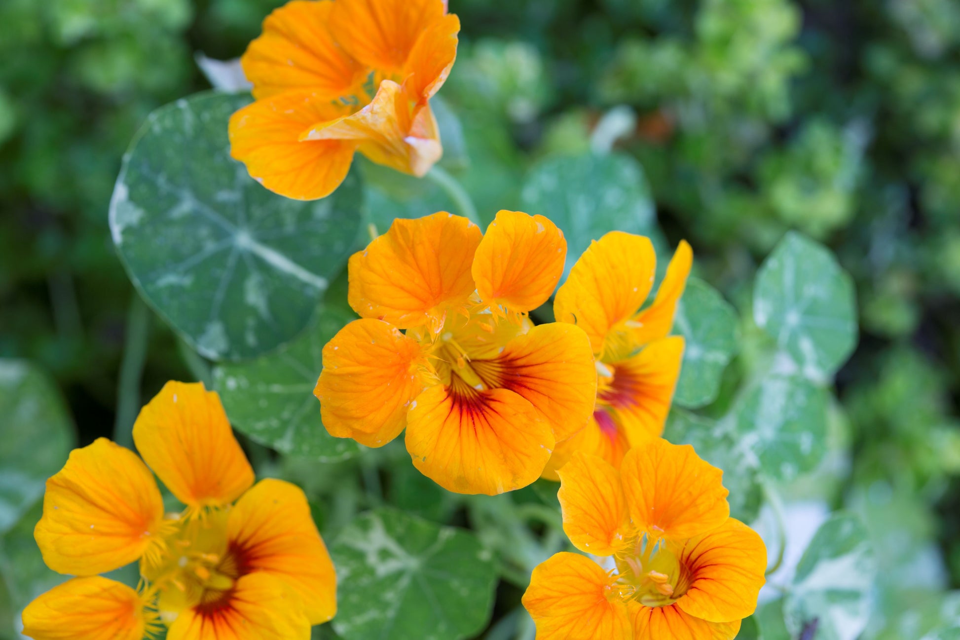 Gelb Rot Kapuzinerkresse Blumensamen zur Aussaat – duftend Blüten – Traditionssorte & ohne Gentechnik Samen Hausgarten