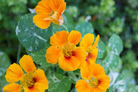 Gelb Rot Kapuzinerkresse Blumensamen zur Aussaat – duftend Blüten – Traditionssorte & ohne Gentechnik Samen Hausgarten