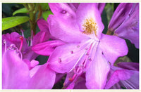 Bi-color azalea shrub with lila and weiß blumen