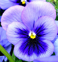 Bi-color peppermint twist cosmos samen für gardens
