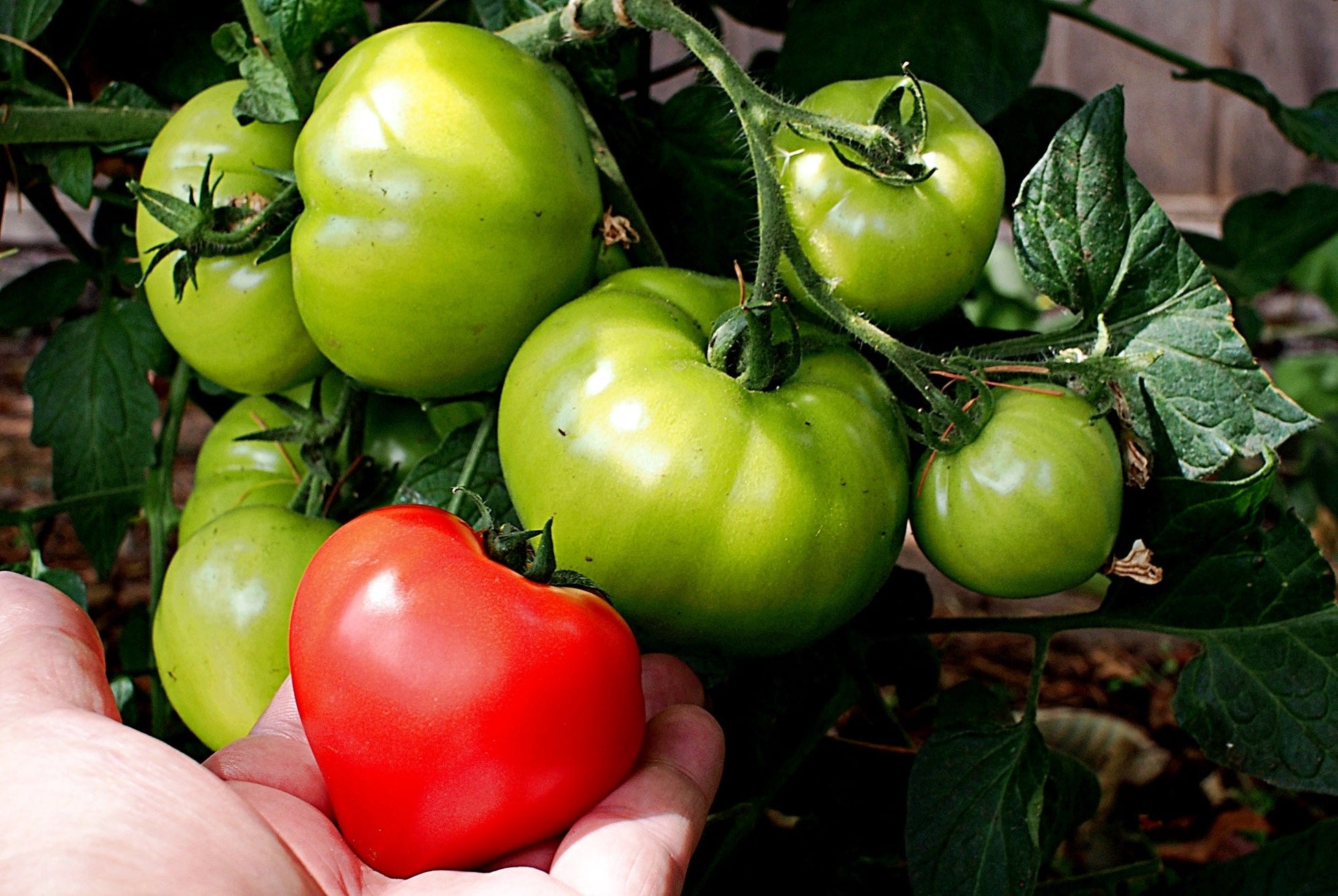 Harvest of unique red and grüne tomatoes