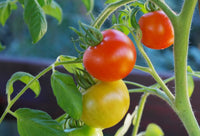 Fresh harvest of red and gelbe tomatoes